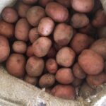 fresh-indian-potatoes